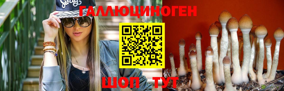 Галлюциногенные грибы Psilocybe  Вход с VPN  Псилоцибиновые грибы Psilocybe  Видное 